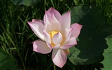 Lotus фото обои (2) #13