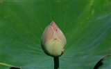Lotus фото обои (2) #14