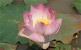 Lotus фото обои (2) #15