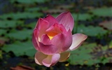 Lotus Fototapete (2) #17
