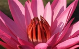 Fond d'écran photo Lotus (3)