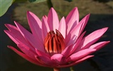 Lotus Fototapete (3) #3