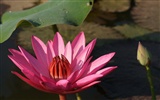 Fond d'écran photo Lotus (3) #4
