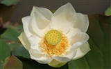 Lotus tapety foto (3) #12