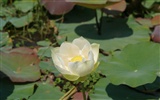 Lotus Fototapete (3) #13