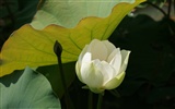 Lotus фото обои (3) #16