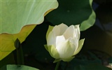 Lotus фото обои (3) #17