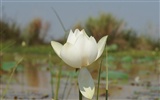 Lotus фото обои (3) #18