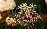 Bunte Blumen schmücken Tapete (3) #4