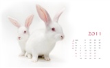 Year of the Rabbit 2011 calendar wallpaper (1) #6