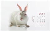 Год Кролика 2011 календарь обои (1) #7