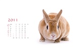 Год Кролика 2011 календарь обои (1) #10
