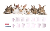 Год Кролика 2011 календарь обои (1) #19