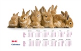 2011兔年日曆 壁紙(一) #20
