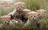 아프리카의 고양이 : 용기의 왕국 배경 화면