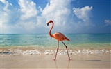 Animal Widescreen Wallpapers Collection (28) #6