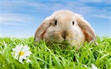 Widescreen Wallpapers Collection animale (29)