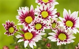 fleurs fond d'écran Widescreen close-up (32)