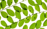Les feuilles vertes fond d'écran