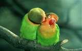 윈도우 7 배경 화면 : 아름다운 새들
