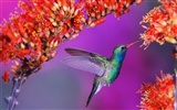Windows 7 Fond d'écran: beaux oiseaux #3