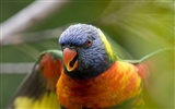 Windows 7 Fond d'écran: beaux oiseaux #6