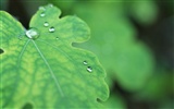 Hoja verde con las gotas de agua Fondos de alta definición #6
