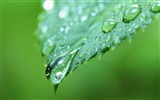 Зеленый лист с каплями воды обои HD #10