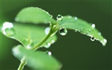 Green leaf with water droplets HD wallpapers #13