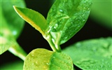 물방울의 HD 월페이퍼와 녹색 잎 #15
