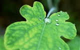 Green leaf with water droplets HD wallpapers #16