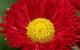 Sedmikrásky květiny close-up tapety HD #10