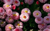 Sedmikrásky květiny close-up tapety HD #16