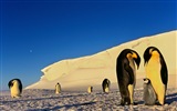 Windows 8 обоев: Антарктика, Snow пейзажи, антарктические пингвины #3