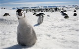 Windows 8 壁纸：南极洲，冰雪风景，南极企鹅4