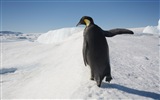Windows 8 壁紙：南極洲，冰雪風景，南極企鵝 #10