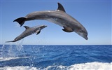 Fond d'écran thème Windows 8: les dauphins élégantes