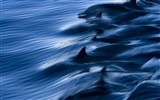 윈도우 8 테마 배경 화면 : 우아한 돌고래 #3