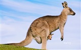 Bing téma tapety Austrálie, zvířata, příroda, stavby