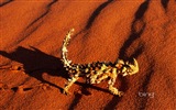 Bing 必應澳大利亞主題高清壁紙，動物，自然，建築 #7
