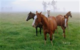 Bing Australia temáticos fondos de pantalla HD, animales, naturaleza, edificios #9