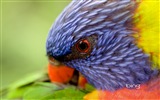 Bing 必應澳大利亞主題高清壁紙，動物，自然，建築 #13