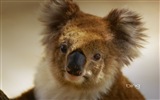 微軟Bing主題高清壁紙，澳大利亞，城市，景觀，动物 #3
