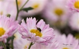 윈도우 8 꽃 새 나비 HD 배경 화면 #5