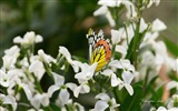 Windows 8 flores pájaros mariposa HD wallpapers #20