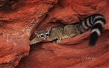 2013 animales oficiales Bing y paisajes Fondos de Pantalla #6