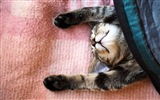Zábavné vtipné kočka tapety #5