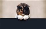 Zábavné vtipné kočka tapety #13