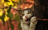 Zábavné vtipné kočka tapety #16