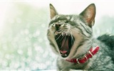 Zábavné vtipné kočka tapety #17
